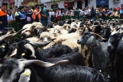 Romería 2018 - Barcos