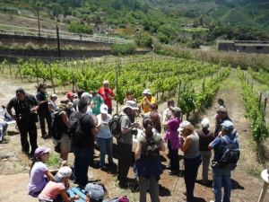 Ruta Vino